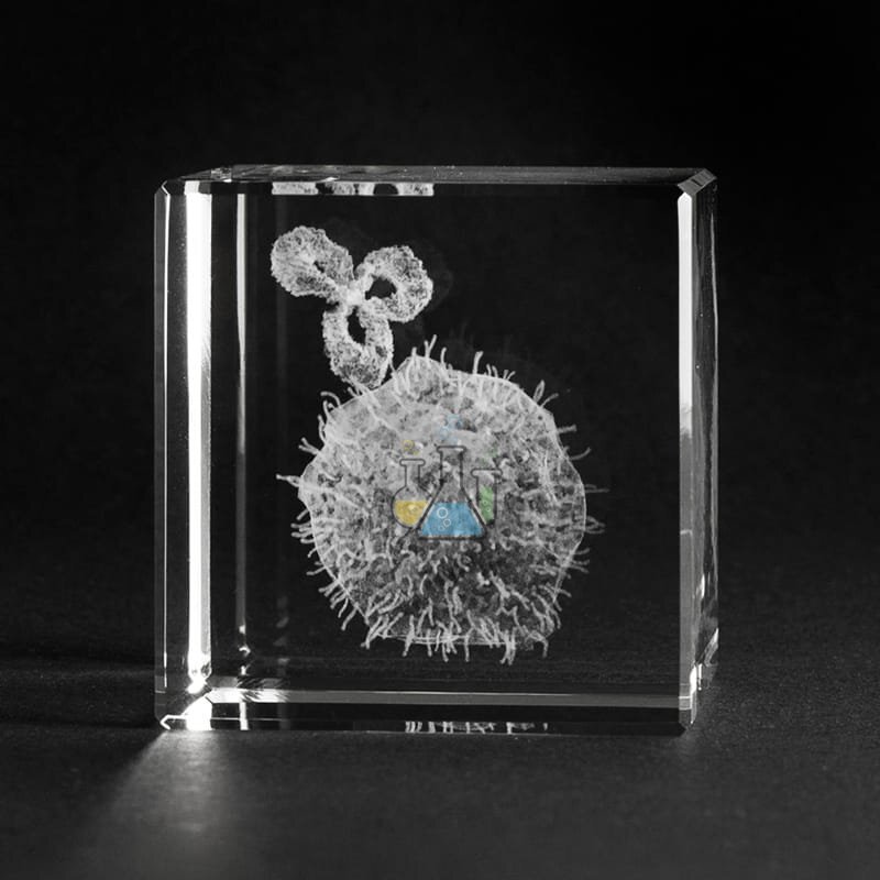 Cancer cell with antibody 3D model